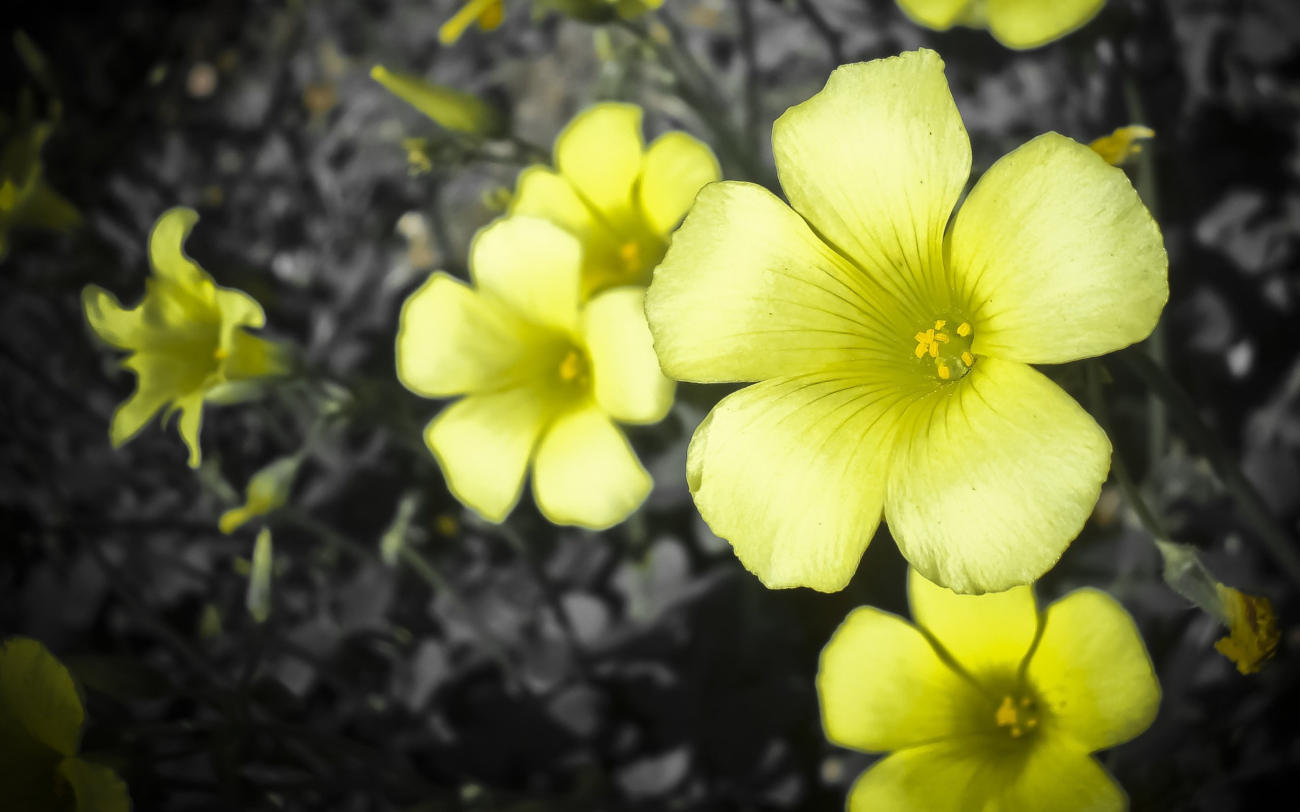 Screenshot №1 pro téma Yellow Flowers 2560x1600