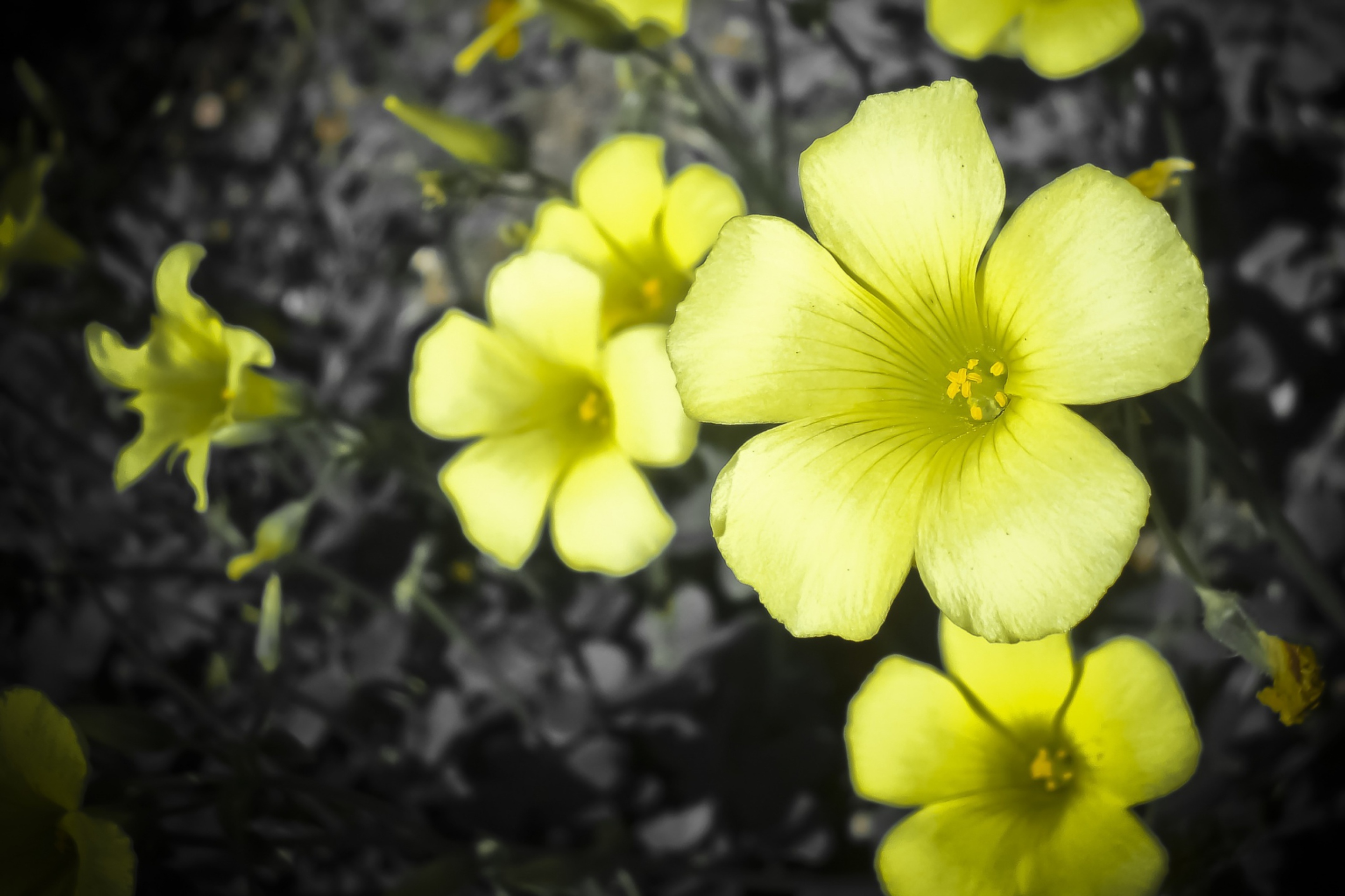 Sfondi Yellow Flowers 2880x1920
