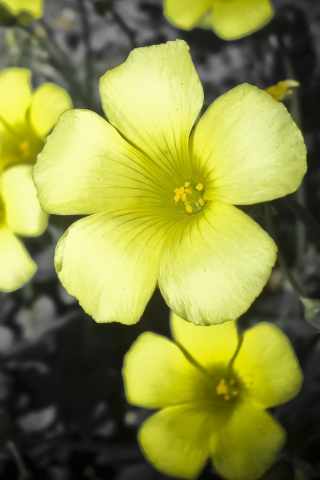 Fondo de pantalla Yellow Flowers 320x480