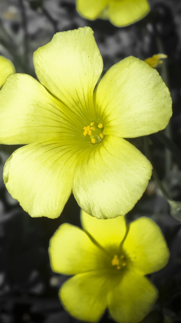 Sfondi Yellow Flowers 360x640