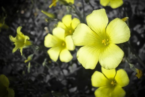 Обои Yellow Flowers 480x320
