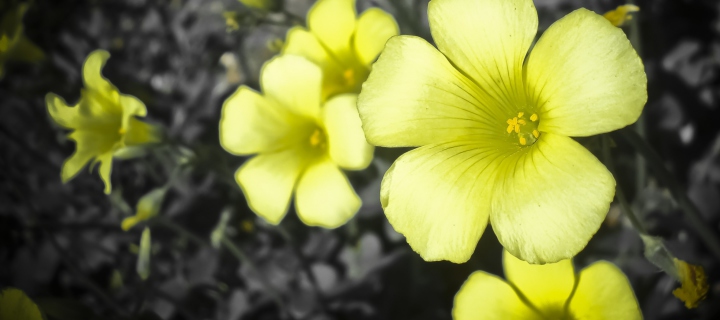 Screenshot №1 pro téma Yellow Flowers 720x320