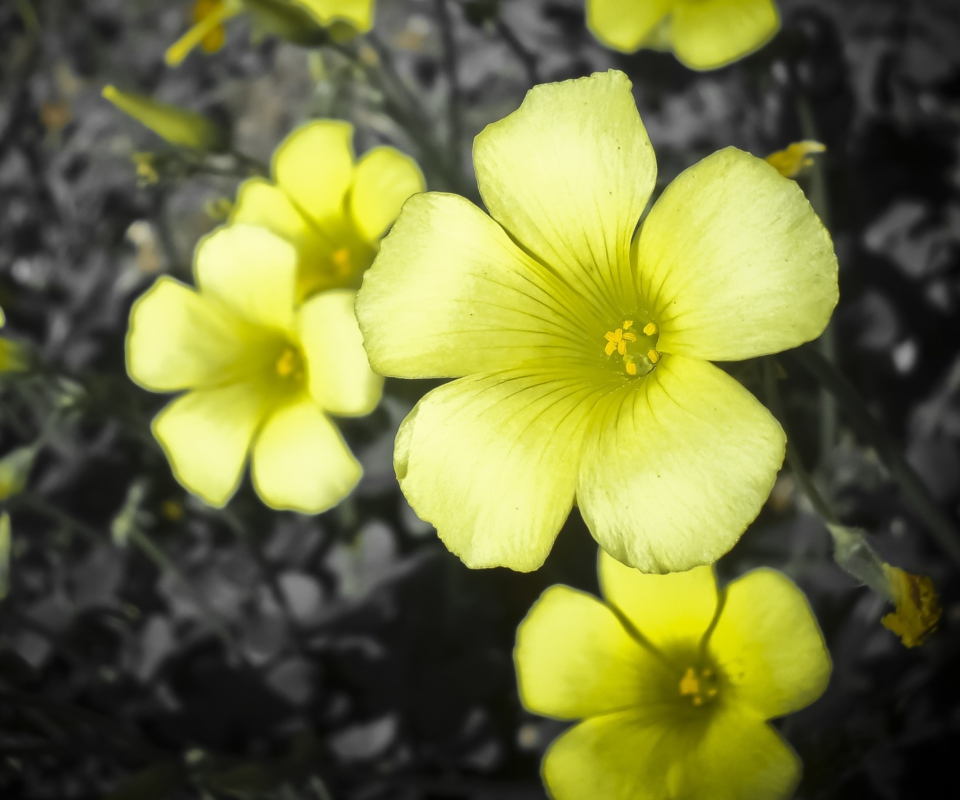 Das Yellow Flowers Wallpaper 960x800