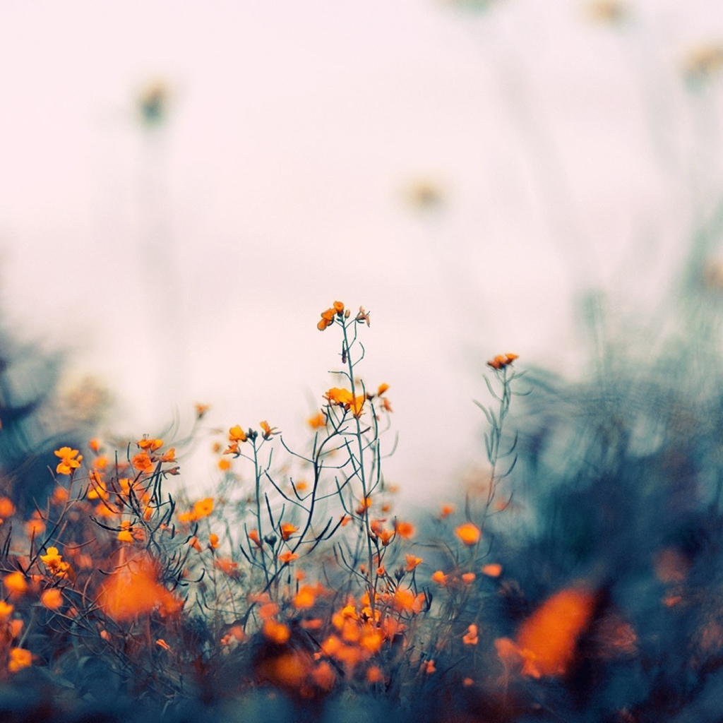 Field Of Orange Flowers screenshot #1 1024x1024