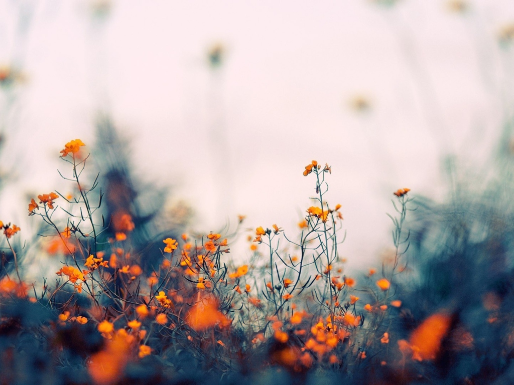 Field Of Orange Flowers wallpaper 1024x768