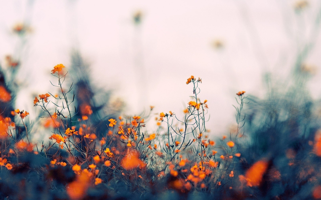 Field Of Orange Flowers screenshot #1 1280x800
