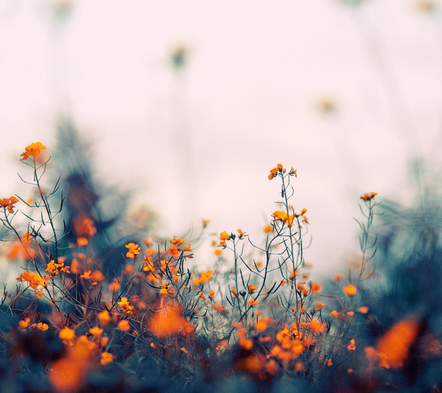 Das Field Of Orange Flowers Wallpaper 1440x1280