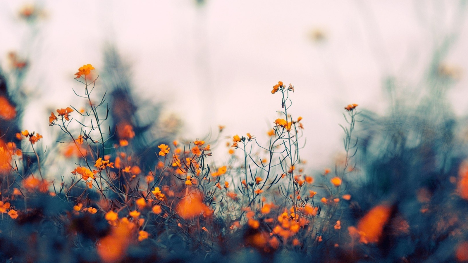 Sfondi Field Of Orange Flowers 1600x900