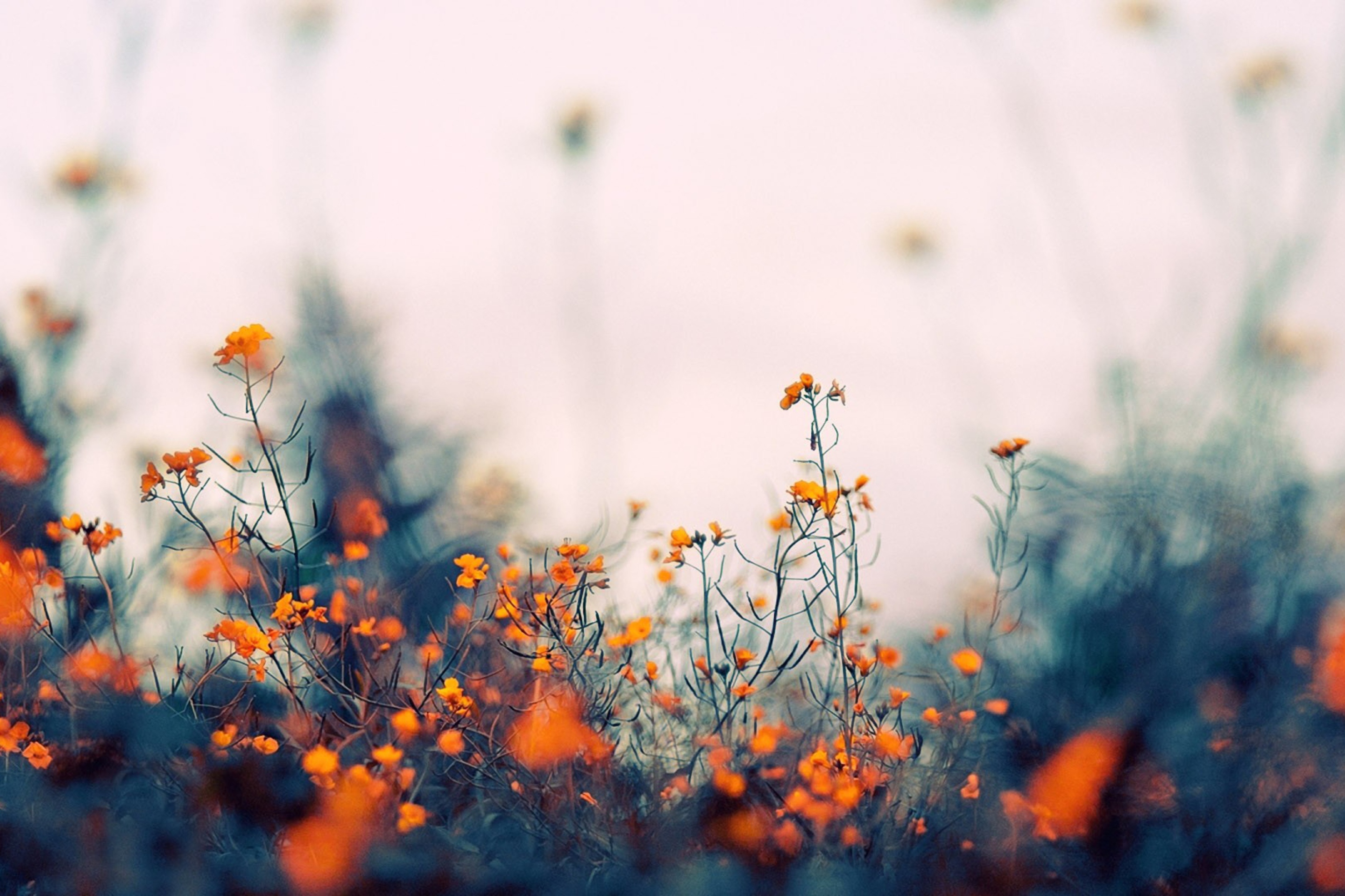 Das Field Of Orange Flowers Wallpaper 2880x1920