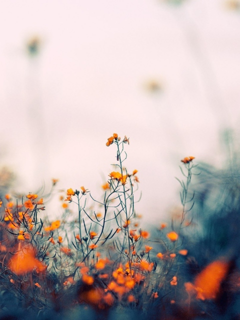 Field Of Orange Flowers screenshot #1 480x640