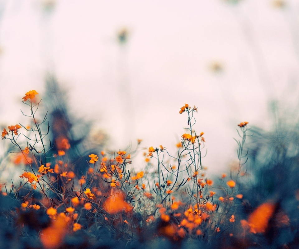 Обои Field Of Orange Flowers 960x800