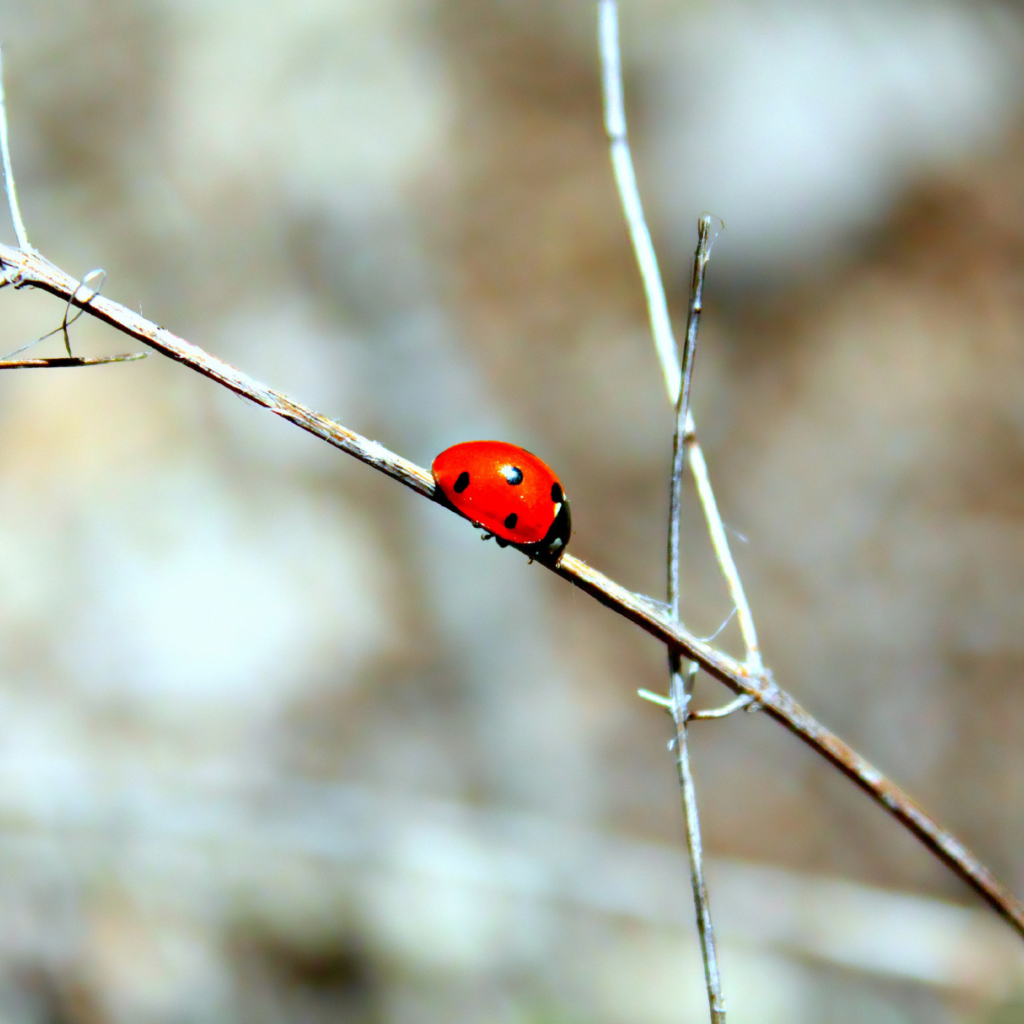 Fondo de pantalla Ladybug On Tree Branch 1024x1024