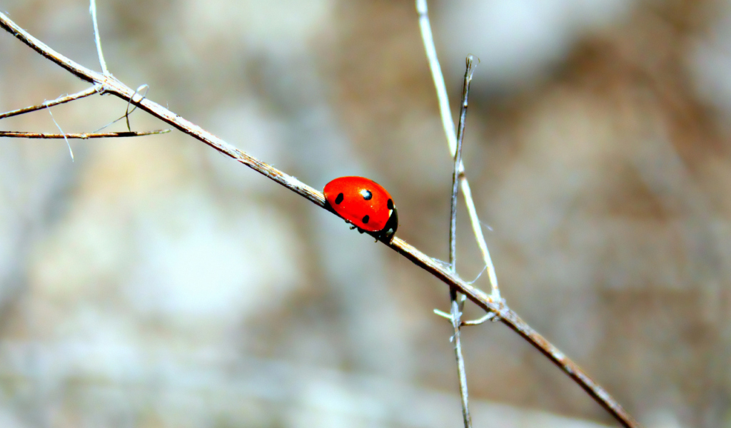 Sfondi Ladybug On Tree Branch 1024x600