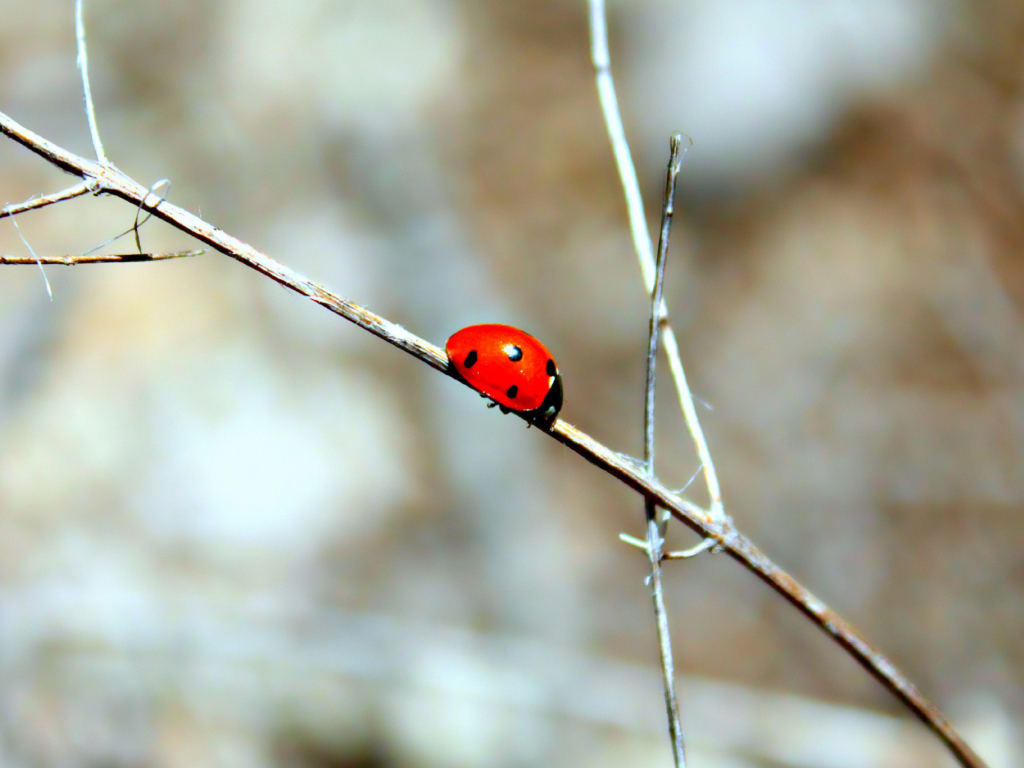 Das Ladybug On Tree Branch Wallpaper 1024x768