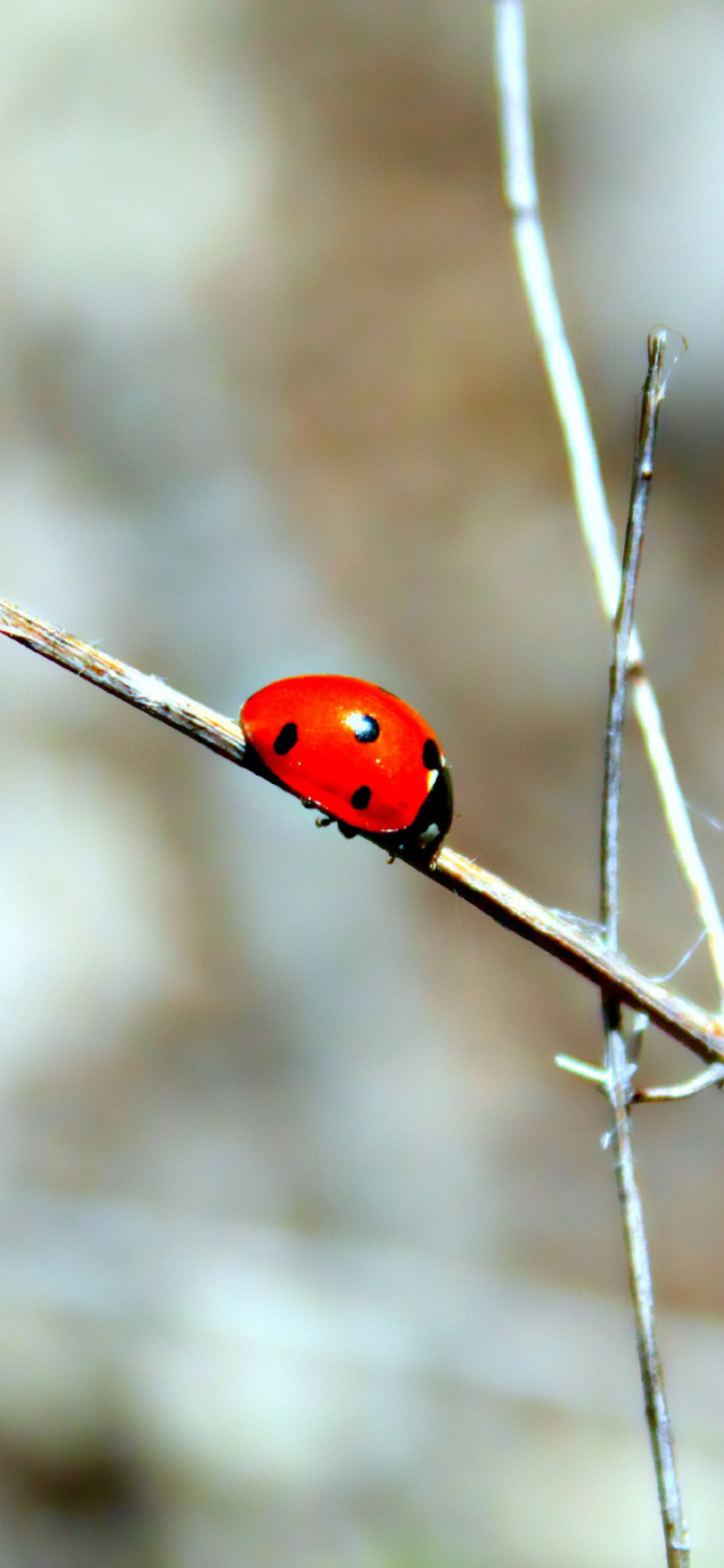 Обои Ladybug On Tree Branch 1170x2532