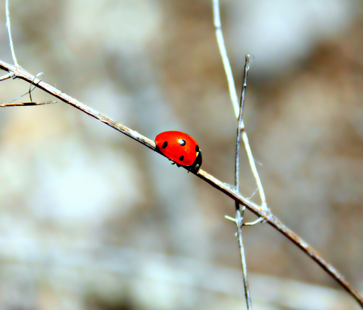 Screenshot №1 pro téma Ladybug On Tree Branch 1200x1024