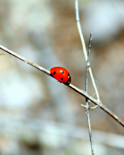 Ladybug On Tree Branch wallpaper 176x220