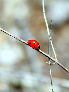 Ladybug On Tree Branch wallpaper 240x320