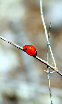 Обои Ladybug On Tree Branch 240x400