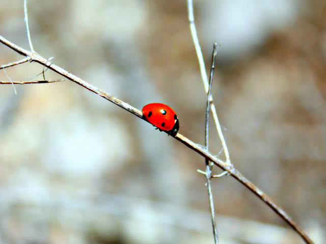 Fondo de pantalla Ladybug On Tree Branch 640x480