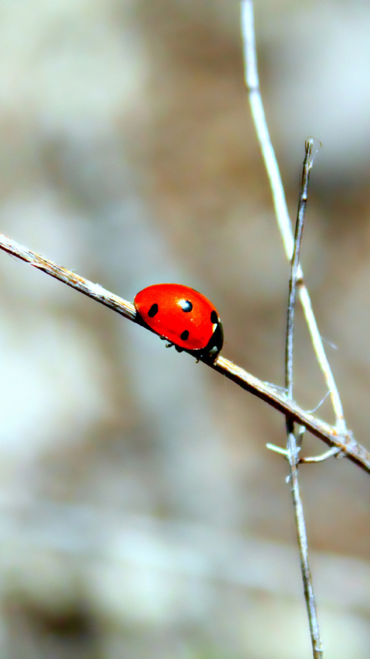 Screenshot №1 pro téma Ladybug On Tree Branch 750x1334