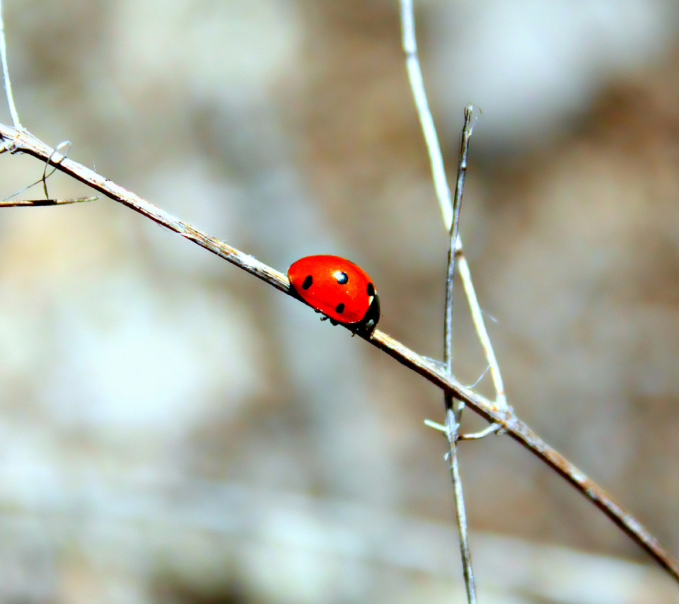 Обои Ladybug On Tree Branch 960x854