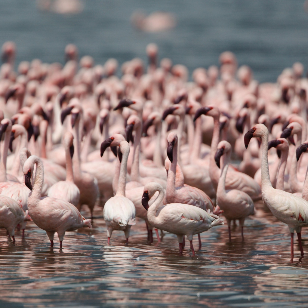 Fondo de pantalla Pink Flamingos 1024x1024