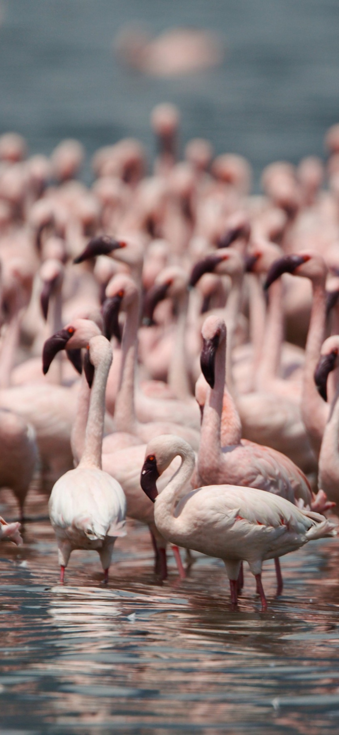 Fondo de pantalla Pink Flamingos 1170x2532