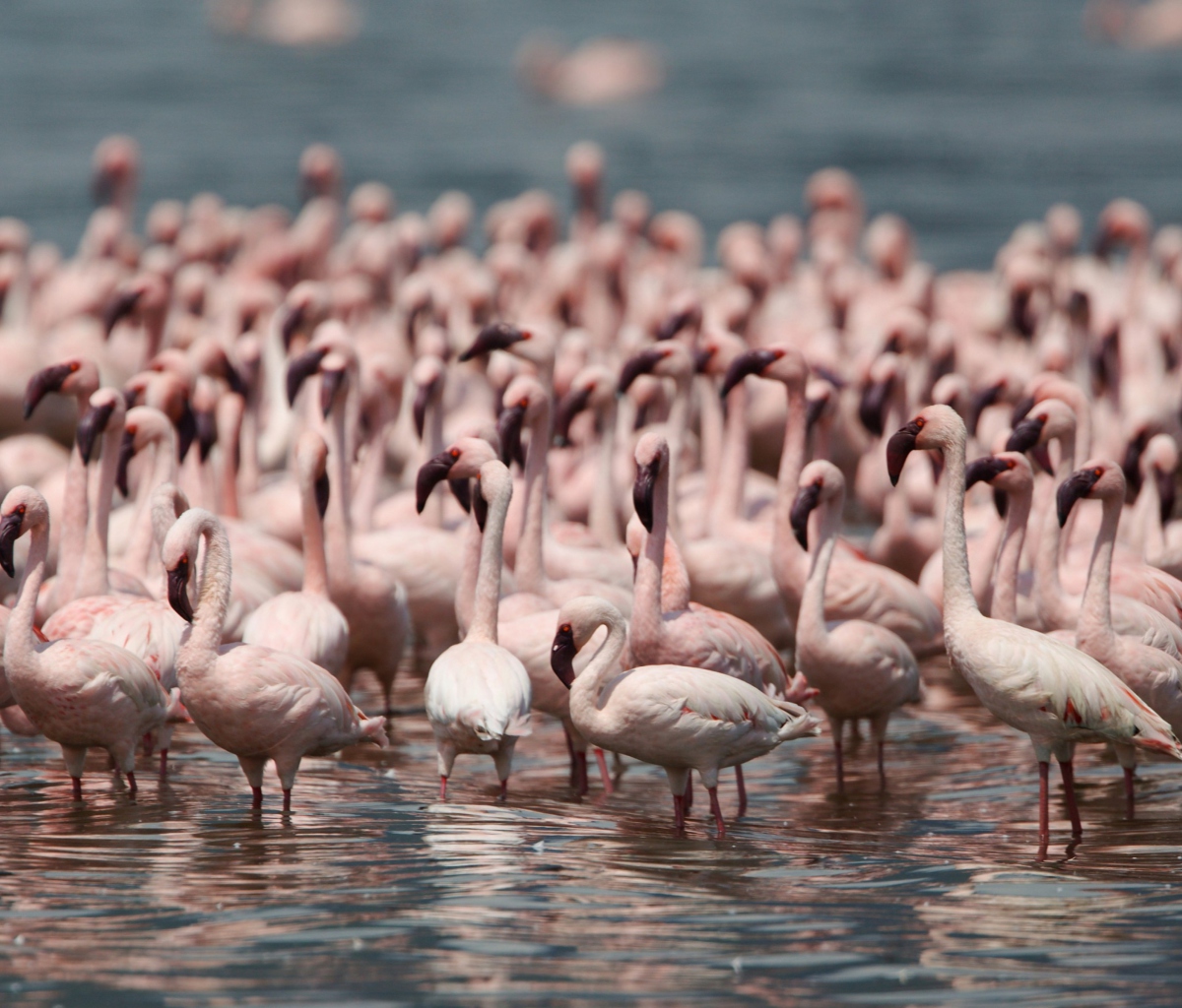 Pink Flamingos screenshot #1 1200x1024