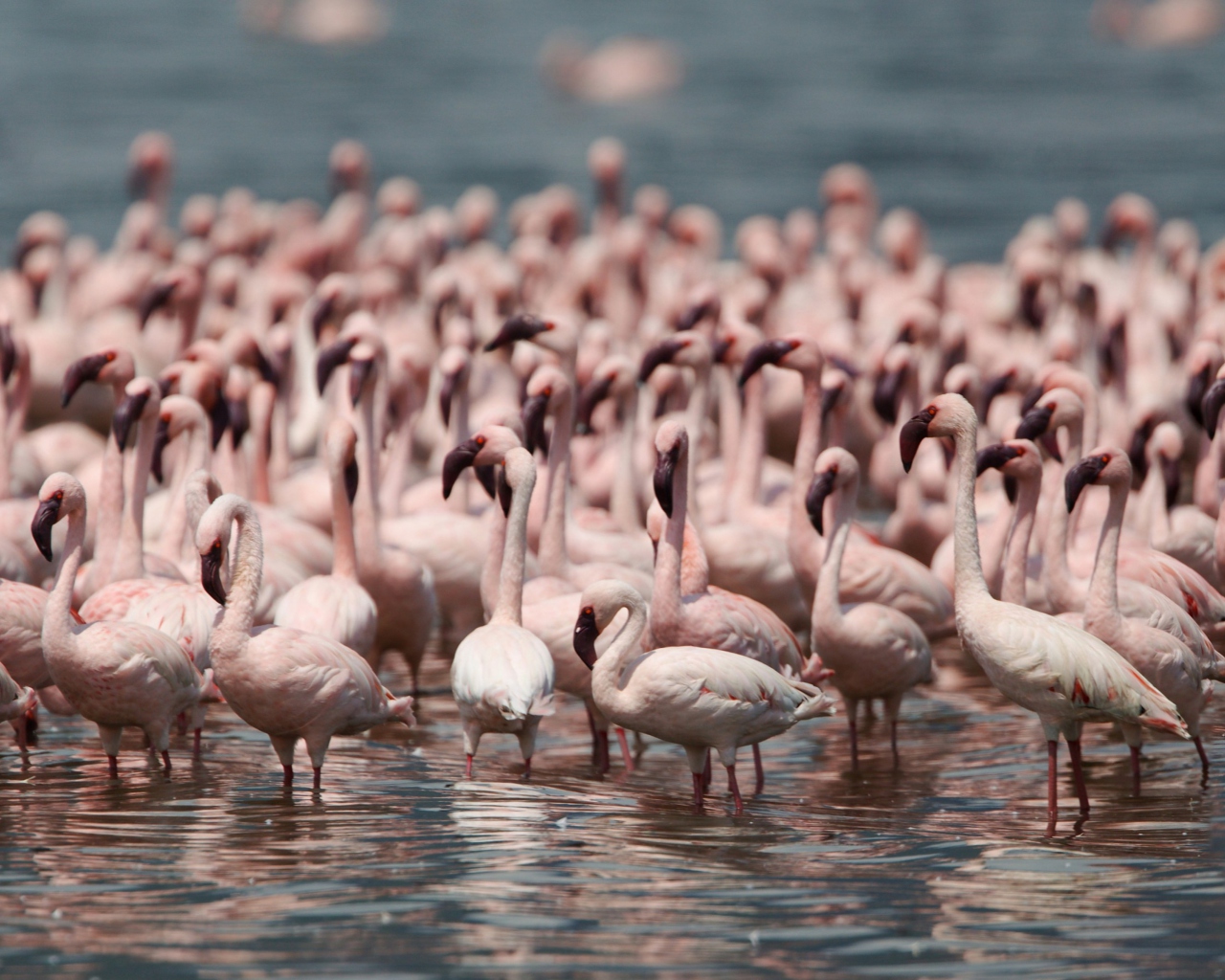 Pink Flamingos screenshot #1 1280x1024