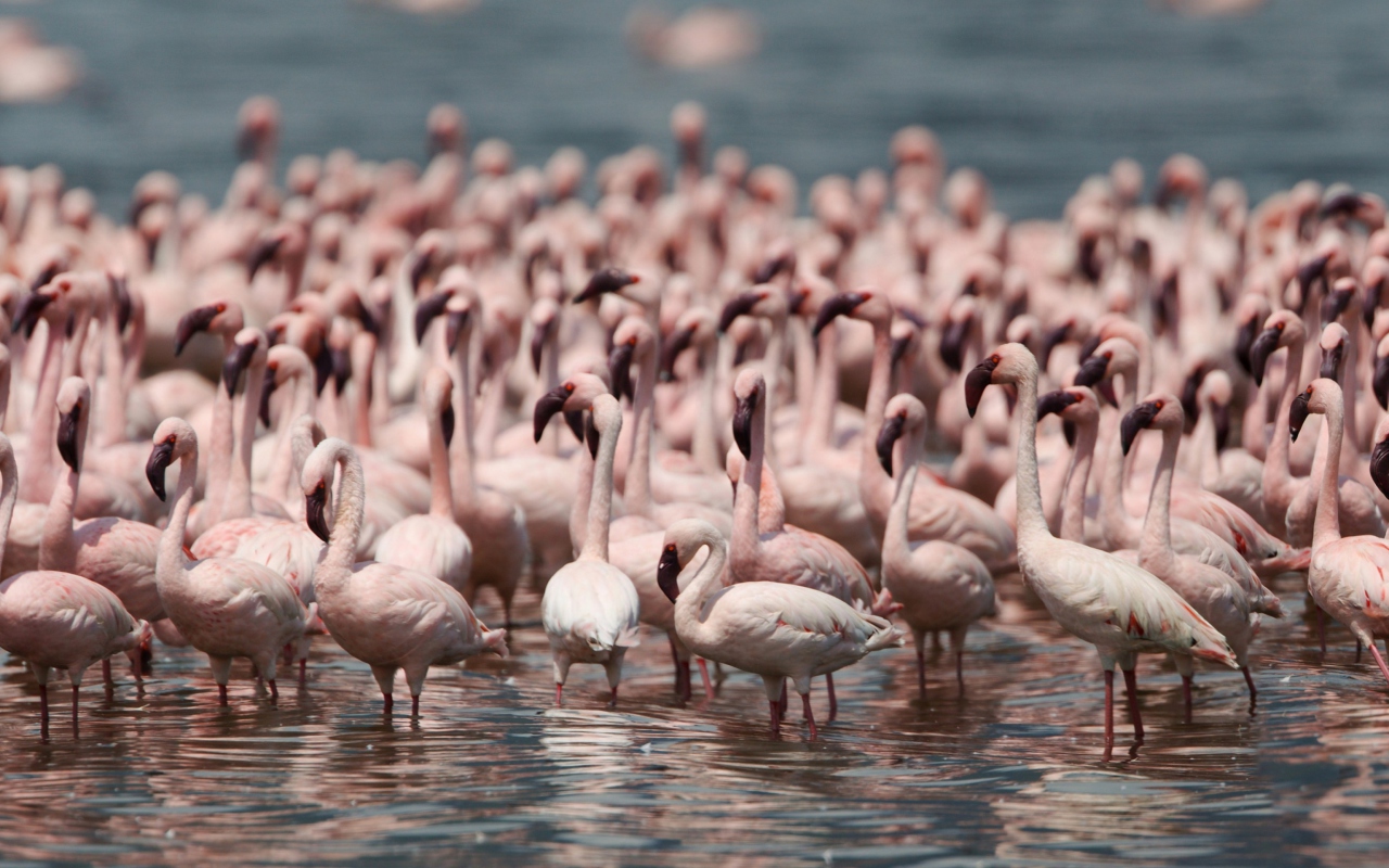 Sfondi Pink Flamingos 1280x800