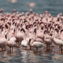 Sfondi Pink Flamingos 128x128