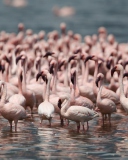 Sfondi Pink Flamingos 128x160