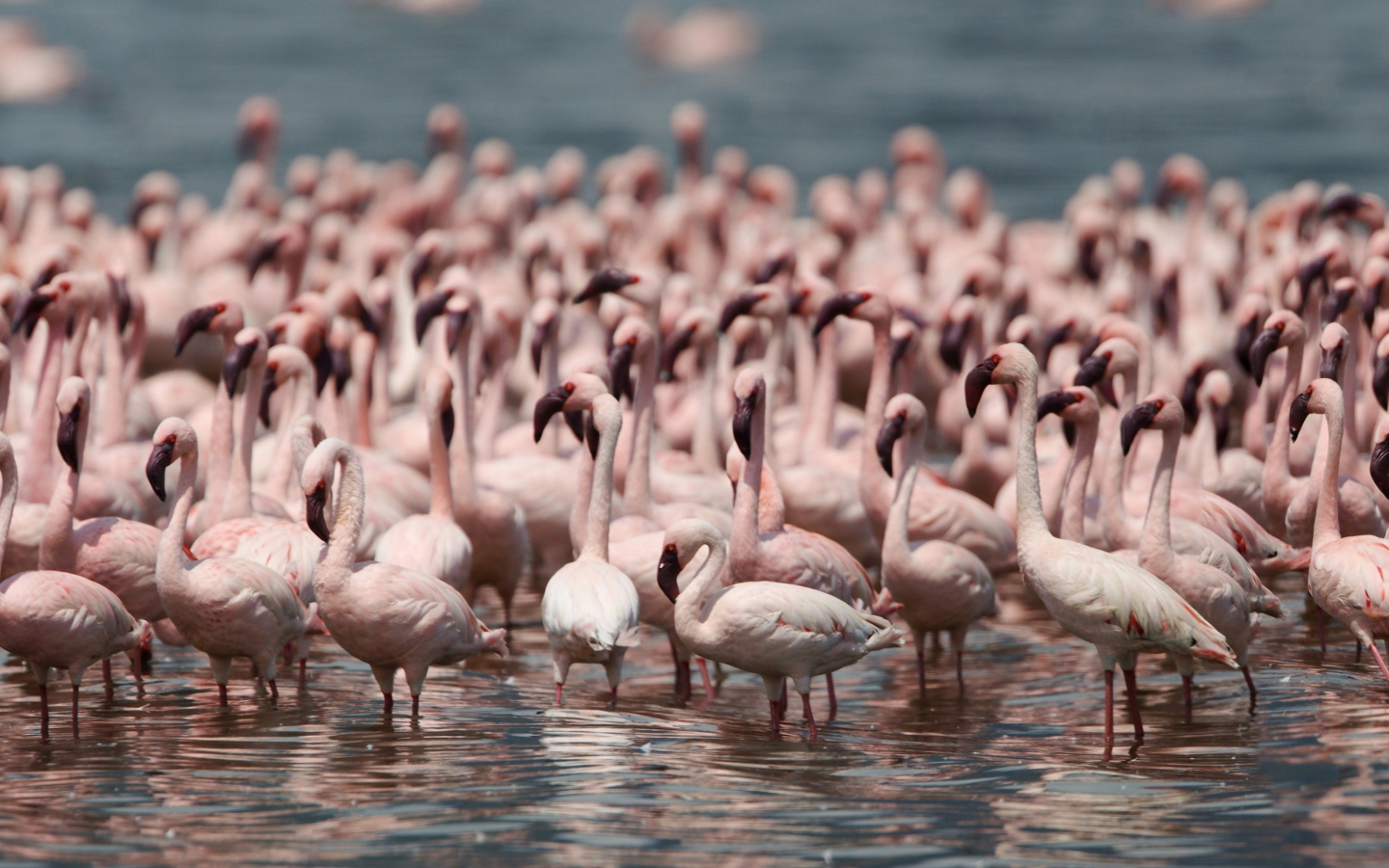 Screenshot №1 pro téma Pink Flamingos 1440x900
