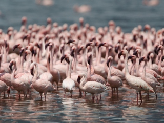 Обои Pink Flamingos 320x240