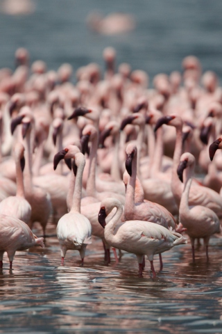 Fondo de pantalla Pink Flamingos 320x480