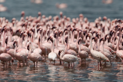 Fondo de pantalla Pink Flamingos 480x320
