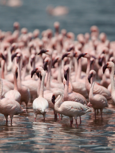 Pink Flamingos screenshot #1 480x640