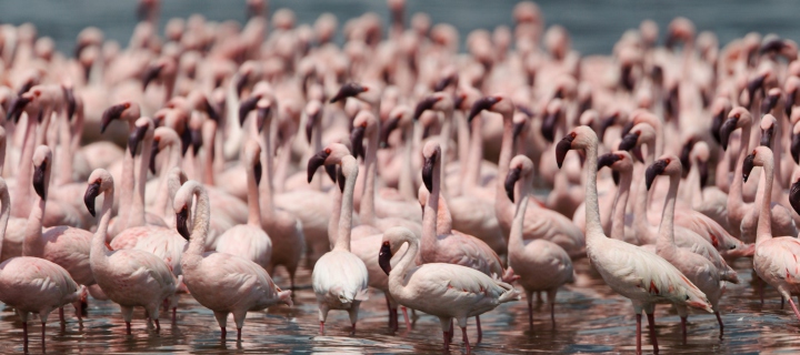 Fondo de pantalla Pink Flamingos 720x320