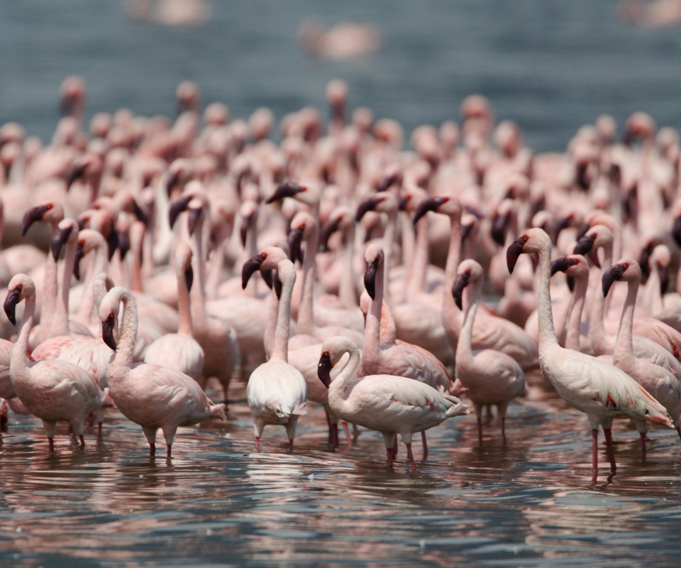 Fondo de pantalla Pink Flamingos 960x800