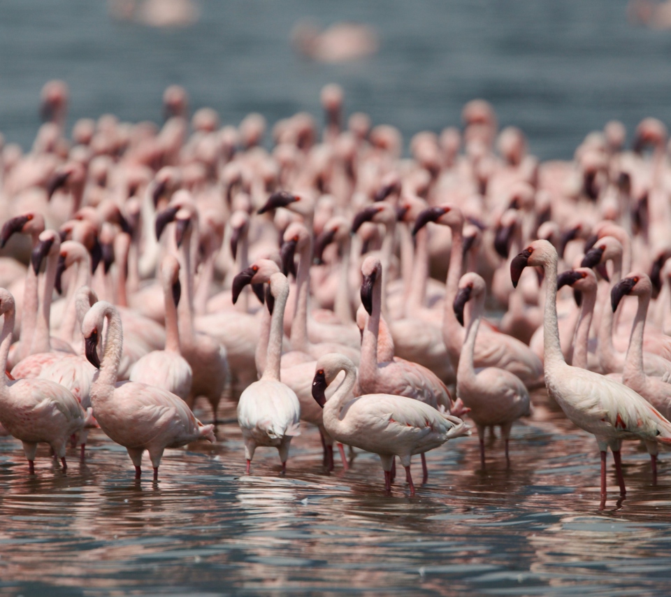 Fondo de pantalla Pink Flamingos 960x854