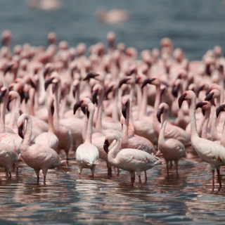 Pink Flamingos sfondi gratuiti per iPad Air