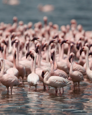 Pink Flamingos sfondi gratuiti per Nokia Lumia 928