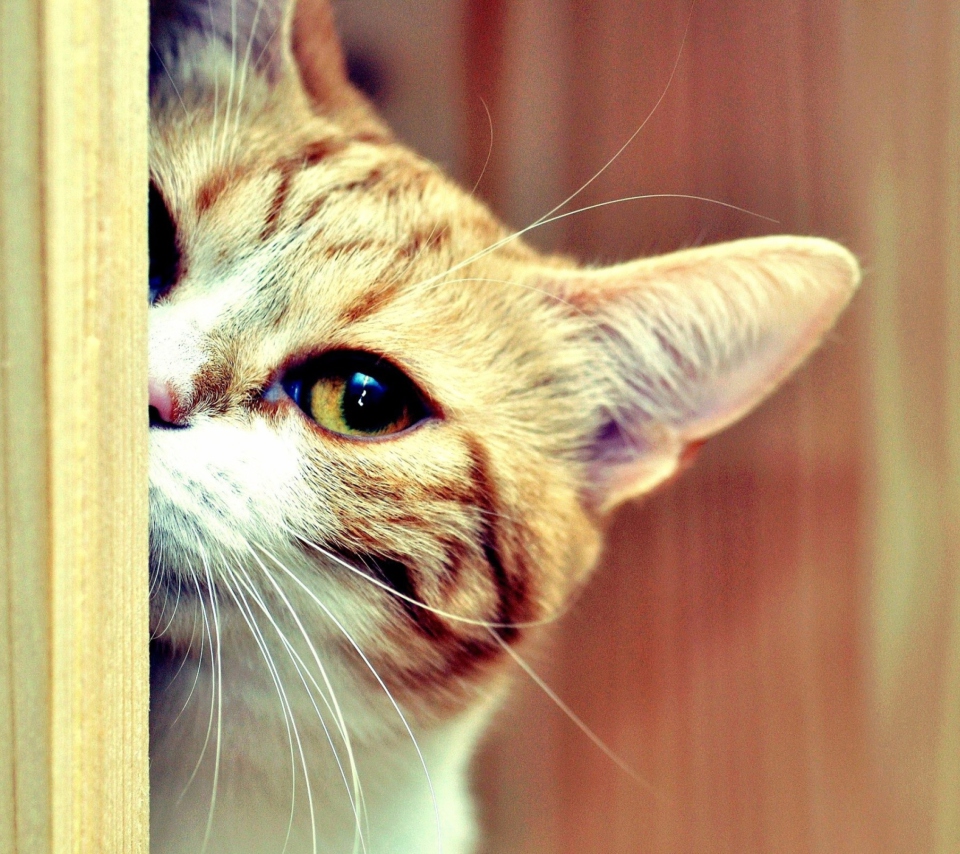 Sneaky Cat wallpaper 960x854