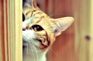 Kostenloses Sneaky Cat Wallpaper für Android, iPhone und iPad