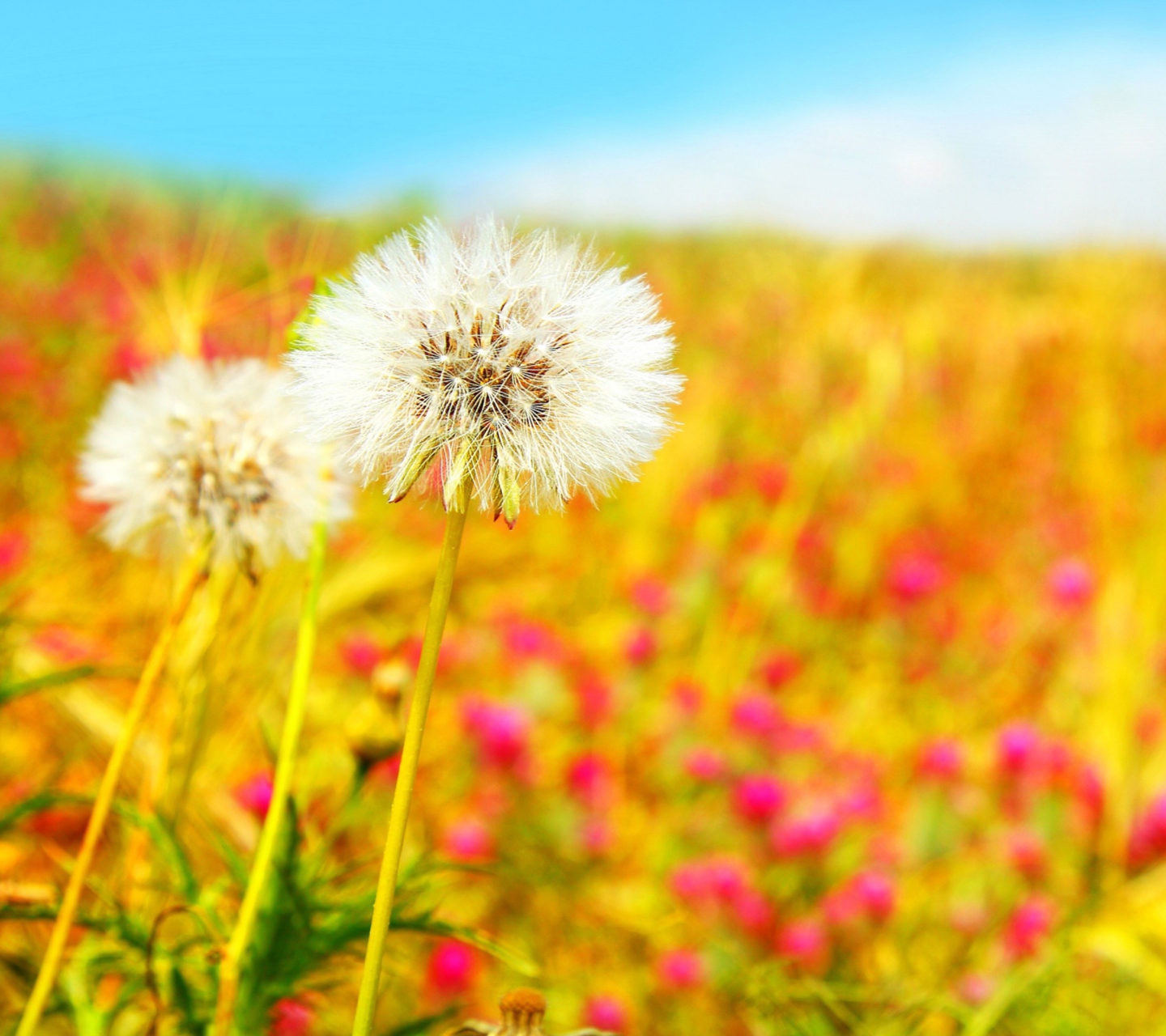 Summer Flower Field wallpaper 1440x1280