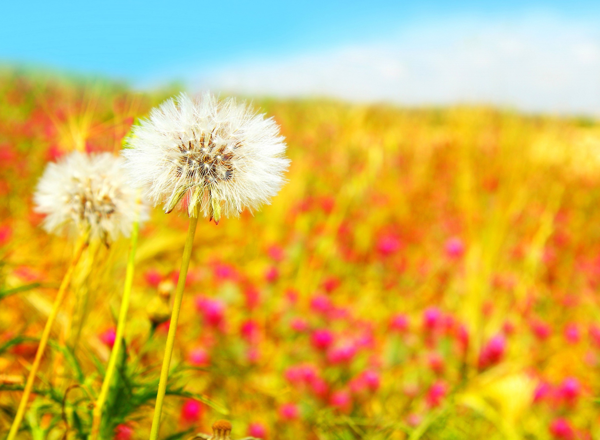 Обои Summer Flower Field 1920x1408