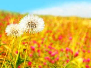 Das Summer Flower Field Wallpaper 320x240