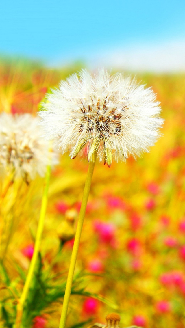 Summer Flower Field wallpaper 640x1136