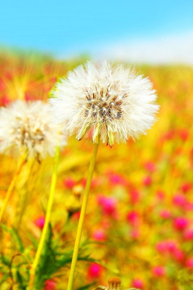 Summer Flower Field wallpaper 640x960